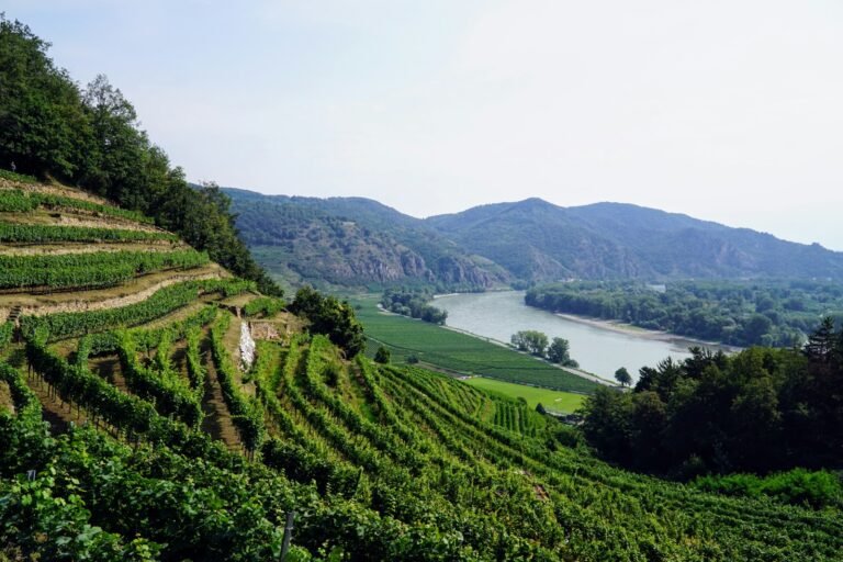 Zwischen den Weingärten der Wachau – der Zauber der Donaustädte